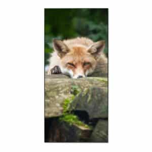 Banjado Magnettafel 37x78cm Magnetwand  Schwarz Aus Metall Magnetpinnwand Pinnwand Inkl. 4 Magnete Motiv Fuchs Relax