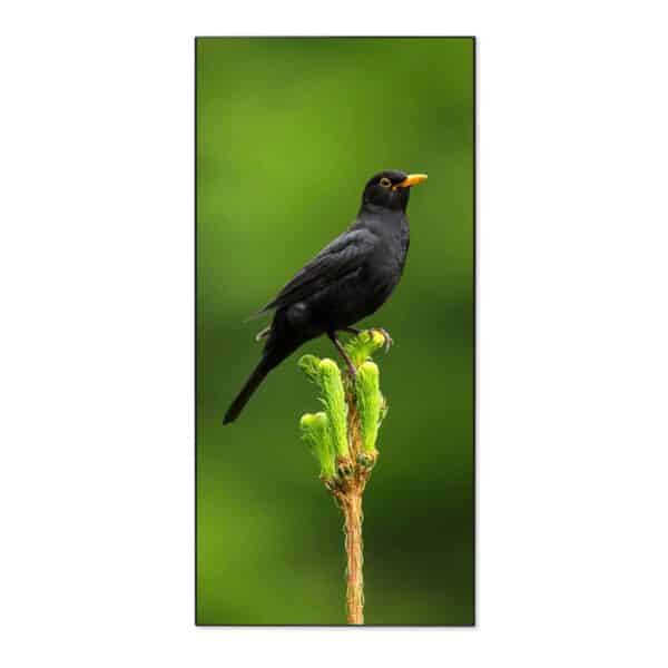 Banjado Magnettafel 37x78cm Magnetwand  Schwarz Aus Metall Magnetpinnwand Pinnwand Inkl. 4 Magnete Motiv Vogel Auf Tannenzweig