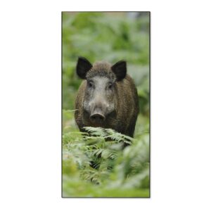 Banjado Magnettafel 37x78cm Magnetwand  Schwarz Aus Metall Magnetpinnwand Pinnwand Inkl. 4 Magnete Motiv Wildschwein