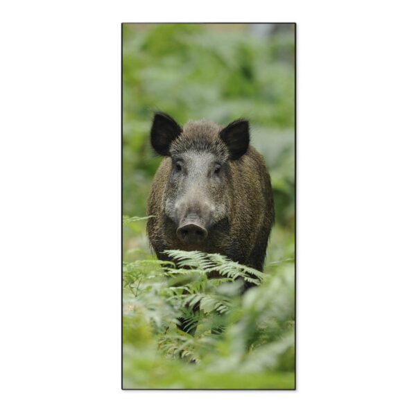 Banjado Magnettafel 37x78cm Magnetwand  Schwarz Aus Metall Magnetpinnwand Pinnwand Inkl. 4 Magnete Motiv Wildschwein
