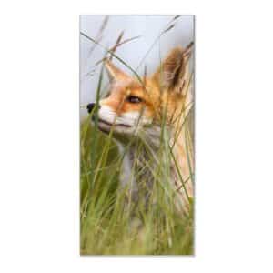 Banjado Magnettafel 37x78cm Magnetwand  Silber Aus Metall Magnetpinnwand Pinnwand Inkl. 4 Magnete Motiv Fuchs
