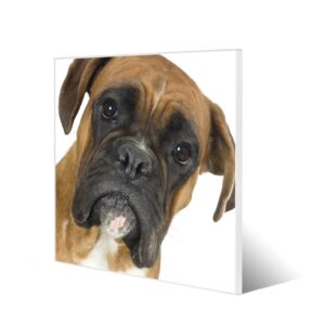 Banjado Magnettafel 50x50cm Magnetwand Weiß Aus Metall Magnetpinnwand Pinnwand Inkl. 4 Magnete Motiv Boxer
