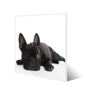 Banjado Magnettafel 50x50cm Magnetwand Weiß Aus Metall Magnetpinnwand Pinnwand Inkl. 4 Magnete Motiv Bulldogge