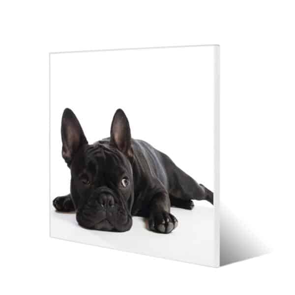 Banjado Magnettafel 50x50cm Magnetwand Weiß Aus Metall Magnetpinnwand Pinnwand Inkl. 4 Magnete Motiv Bulldogge