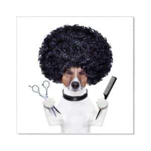 Banjado Magnettafel 50x50cm Magnetwand Weiß Aus Metall Magnetpinnwand Pinnwand Inkl. 4 Magnete Motiv Friseur Jack Russel