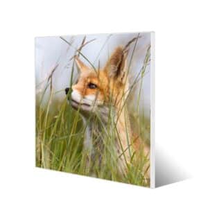 Banjado Magnettafel 50x50cm Magnetwand Weiß Aus Metall Magnetpinnwand Pinnwand Inkl. 4 Magnete Motiv Fuchs