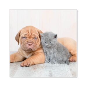 Banjado Magnettafel 50x50cm Magnetwand Weiß Aus Metall Magnetpinnwand Pinnwand Inkl. 4 Magnete Motiv Hund Und Katze