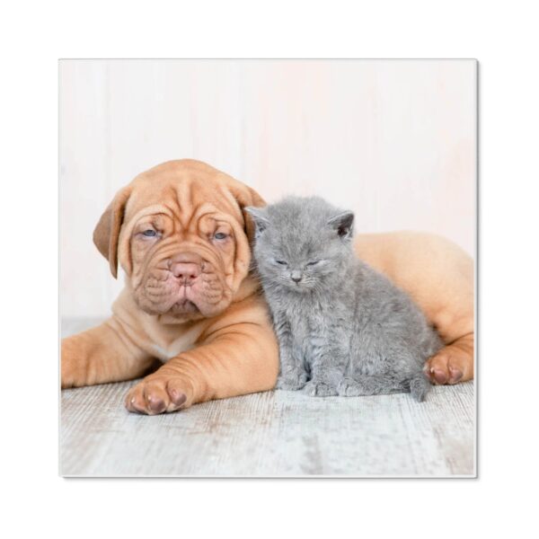 Banjado Magnettafel 50x50cm Magnetwand Weiß Aus Metall Magnetpinnwand Pinnwand Inkl. 4 Magnete Motiv Hund Und Katze