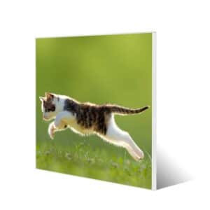 Banjado Magnettafel 50x50cm Magnetwand Weiß Aus Metall Magnetpinnwand Pinnwand Inkl. 4 Magnete Motiv Jagende Katze