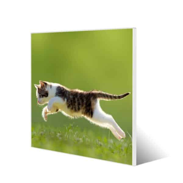 Banjado Magnettafel 50x50cm Magnetwand Weiß Aus Metall Magnetpinnwand Pinnwand Inkl. 4 Magnete Motiv Jagende Katze