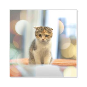 Banjado Magnettafel 50x50cm Magnetwand Weiß Aus Metall Magnetpinnwand Pinnwand Inkl. 4 Magnete Motiv Kleine Katze