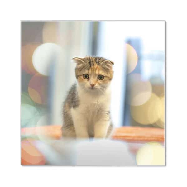 Banjado Magnettafel 50x50cm Magnetwand Weiß Aus Metall Magnetpinnwand Pinnwand Inkl. 4 Magnete Motiv Kleine Katze