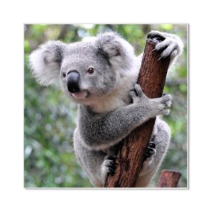 Banjado Magnettafel 50x50cm Magnetwand Weiß Aus Metall Magnetpinnwand Pinnwand Inkl. 4 Magnete Motiv Koala
