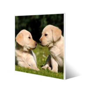 Banjado Magnettafel 50x50cm Magnetwand Weiß Aus Metall Magnetpinnwand Pinnwand Inkl. 4 Magnete Motiv Labrador