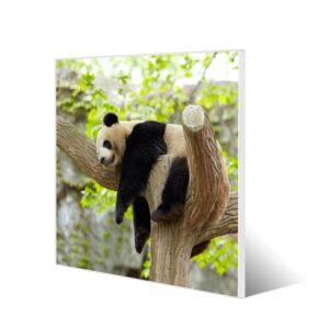 Banjado Magnettafel 50x50cm Magnetwand Weiß Aus Metall Magnetpinnwand Pinnwand Inkl. 4 Magnete Motiv Panda