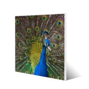 Banjado Magnettafel 50x50cm Magnetwand Weiß Aus Metall Magnetpinnwand Pinnwand Inkl. 4 Magnete Motiv Pfau