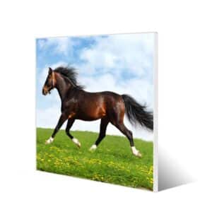 Banjado Magnettafel 50x50cm Magnetwand Weiß Aus Metall Magnetpinnwand Pinnwand Inkl. 4 Magnete Motiv Pferd