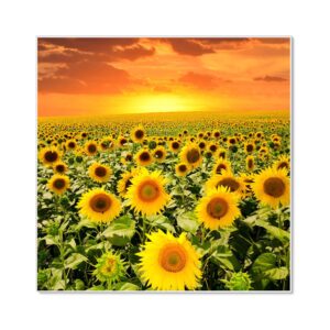 Banjado Magnettafel 50x50cm Magnetwand Weiß Aus Metall Magnetpinnwand Pinnwand Inkl. 4 Magnete Motiv Sonnenblumenmeer