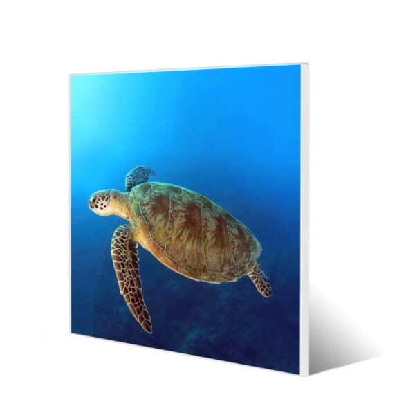 Banjado Magnettafel 50x50cm Magnetwand Weiß Aus Metall Magnetpinnwand Pinnwand Inkl. 4 Magnete Motiv Wasserschildkröte
