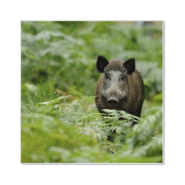 Banjado Magnettafel 50x50cm Magnetwand Weiß Aus Metall Magnetpinnwand Pinnwand Inkl. 4 Magnete Motiv Wildschwein