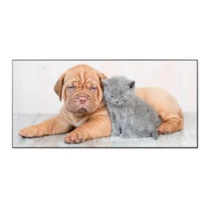 Banjado Magnettafel 78x37cm Magnetwand  Schwarz Aus Metall Magnetpinnwand Pinnwand Inkl. 4 Magnete Motiv Hund Und Katze