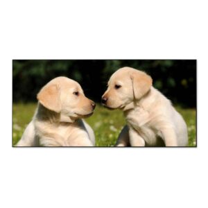 Banjado Magnettafel 78x37cm Magnetwand  Schwarz Aus Metall Magnetpinnwand Pinnwand Inkl. 4 Magnete Motiv Labrador