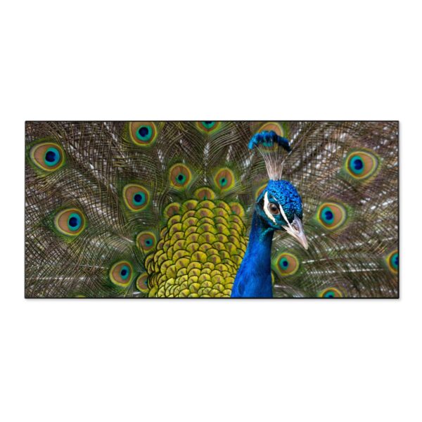 Banjado Magnettafel 78x37cm Magnetwand  Schwarz Aus Metall Magnetpinnwand Pinnwand Inkl. 4 Magnete Motiv Pfau