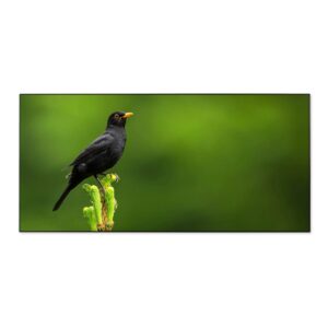 Banjado Magnettafel 78x37cm Magnetwand  Schwarz Aus Metall Magnetpinnwand Pinnwand Inkl. 4 Magnete Motiv Vogel Auf Tannenzweig
