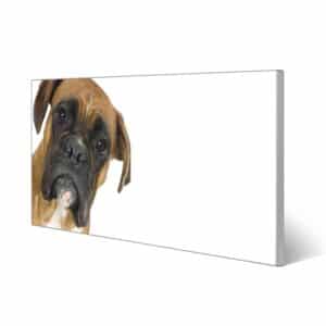 Banjado Magnettafel 78x37cm Magnetwand  Silber Aus Metall Magnetpinnwand Pinnwand Inkl. 4 Magnete Motiv Boxer