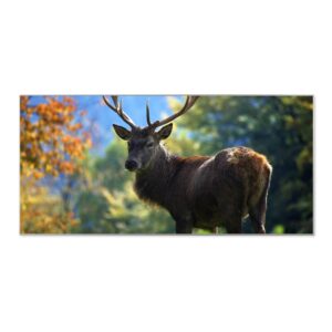Banjado Magnettafel 78x37cm Magnetwand  Silber Aus Metall Magnetpinnwand Pinnwand Inkl. 4 Magnete Motiv Hirsch