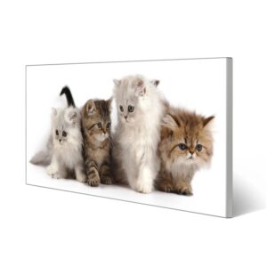 Banjado Magnettafel 78x37cm Magnetwand  Silber Aus Metall Magnetpinnwand Pinnwand Inkl. 4 Magnete Motiv Kaetzchen