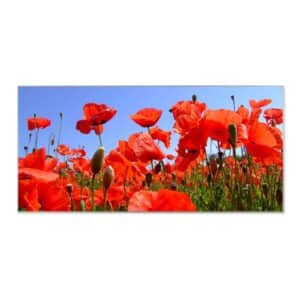 Banjado Magnettafel 78x37cm Magnetwand  Silber Aus Metall Magnetpinnwand Pinnwand Inkl. 4 Magnete Motiv Mohnblumen
