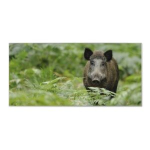 Banjado Magnettafel 78x37cm Magnetwand  Silber Aus Metall Magnetpinnwand Pinnwand Inkl. 4 Magnete Motiv Wildschwein