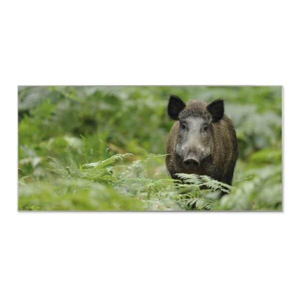 Banjado Magnettafel 78x37cm Magnetwand  Silber Aus Metall Magnetpinnwand Pinnwand Inkl. 4 Magnete Motiv Wildschwein