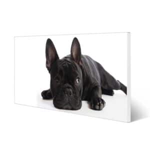 Banjado Magnettafel 78x37cm Magnetwand  Weiß Aus Metall Magnetpinnwand Pinnwand Inkl. 4 Magnete Motiv Bulldogge