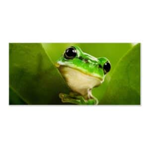 Banjado Magnettafel 78x37cm Magnetwand  Weiß Aus Metall Magnetpinnwand Pinnwand Inkl. 4 Magnete Motiv Frosch