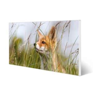 Banjado Magnettafel 78x37cm Magnetwand  Weiß Aus Metall Magnetpinnwand Pinnwand Inkl. 4 Magnete Motiv Fuchs