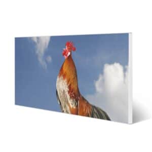 Banjado Magnettafel 78x37cm Magnetwand  Weiß Aus Metall Magnetpinnwand Pinnwand Inkl. 4 Magnete Motiv Hahn