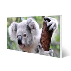 Banjado Magnettafel 78x37cm Magnetwand  Weiß Aus Metall Magnetpinnwand Pinnwand Inkl. 4 Magnete Motiv Koala
