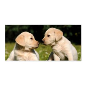 Banjado Magnettafel 78x37cm Magnetwand  Weiß Aus Metall Magnetpinnwand Pinnwand Inkl. 4 Magnete Motiv Labrador
