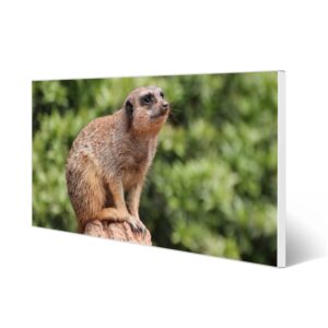 Banjado Magnettafel 78x37cm Magnetwand  Weiß Aus Metall Magnetpinnwand Pinnwand Inkl. 4 Magnete Motiv Sitzendes Erdmännchen