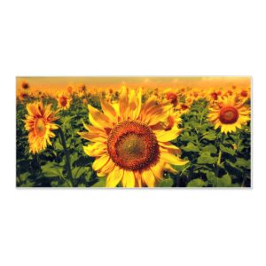 Banjado Magnettafel 78x37cm Magnetwand  Weiß Aus Metall Magnetpinnwand Pinnwand Inkl. 4 Magnete Motiv Sonnenblumen