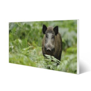Banjado Magnettafel 78x37cm Magnetwand  Weiß Aus Metall Magnetpinnwand Pinnwand Inkl. 4 Magnete Motiv Wildschwein