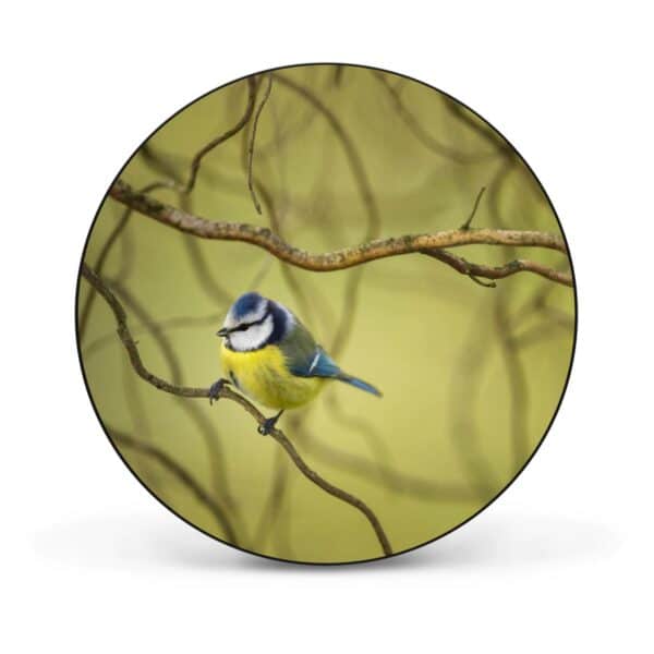 Banjado Magnettafel Rund Größe 47cm Magnetwand Schwarz Aus Metall Magnetpinnwand Pinnwand Motiv Blaumeise Im Baum