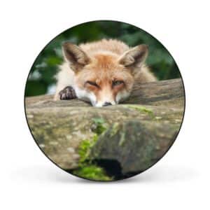 Banjado Magnettafel Rund Größe 47cm Magnetwand Schwarz Aus Metall Magnetpinnwand Pinnwand Motiv Fuchs Relax