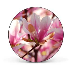 Banjado Magnettafel Rund Größe 47cm Magnetwand Schwarz Aus Metall Magnetpinnwand Pinnwand Motiv Magnolia