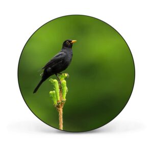 Banjado Magnettafel Rund Größe 47cm Magnetwand Schwarz Aus Metall Magnetpinnwand Pinnwand Motiv Vogel Auf Tannenzweig