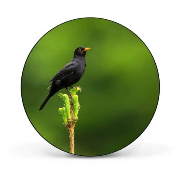 Banjado Magnettafel Rund Größe 47cm Magnetwand Schwarz Aus Metall Magnetpinnwand Pinnwand Motiv Vogel Auf Tannenzweig