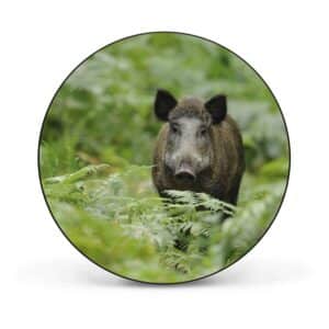 Banjado Magnettafel Rund Größe 47cm Magnetwand Schwarz Aus Metall Magnetpinnwand Pinnwand Motiv Wildschwein