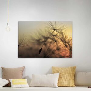 Bricoflor Leinwand Mit Pusteblume In Grau Gold Natur Wandbild Mit Sonnenuntergang Ideal Für Schlafzimmer Und Flur Canvas Bild Auf Keilrahmen